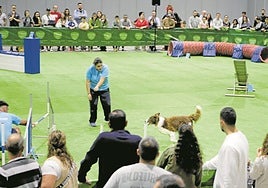 Un perro participa en una de las pruebas de la Exposición Canina ante la atenta mirada del público.