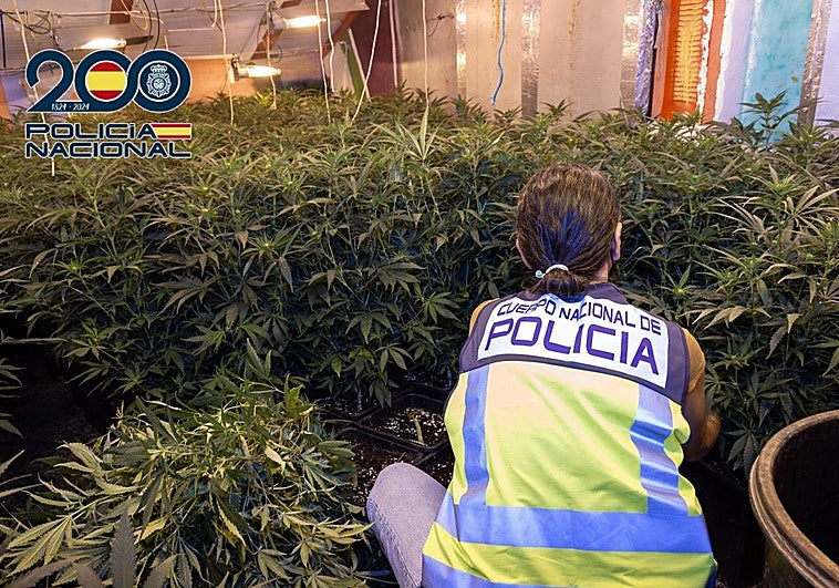 Una agente examina las plantas de marihuana halladas en el interior del inmueble.