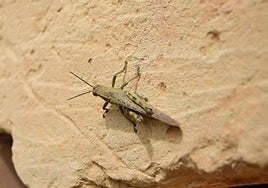 Adiós a los saltamontes en casa y jardines: el ingrediente de tu cocina para espantarlos.