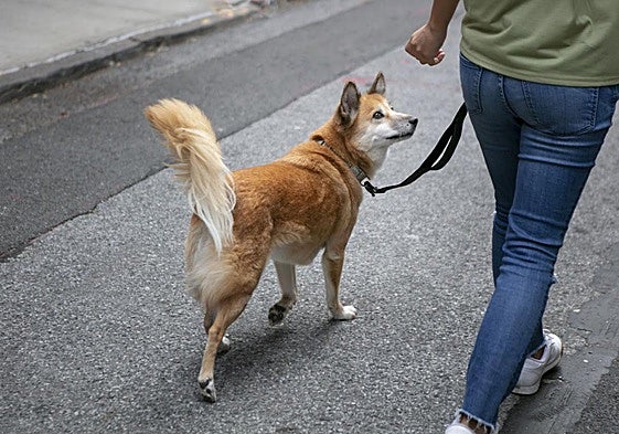 La curiosa iniciativa de un barrio de Murcia contra las heces caninas: «No nos dejes tu marrón».