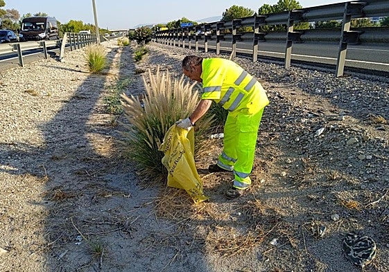 Un operario de la Demarcación de Carreteras del Estado retira un ejemplar de 'Pennisetum setaceum'.