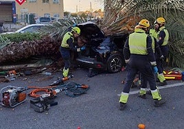 Accidente del pasado viernes en Torrevieja tras la caída de una palmera en la CV-905 en Torrevieja.