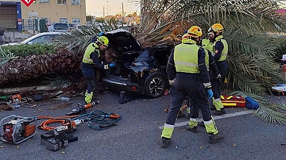 Revisan las palmeras de la CV-905 en Torrevieja tras la caída de un ejemplar que provocó un accidente mortal