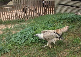 El ejemplar de buitre leonado, en Terra Natura Murcia.