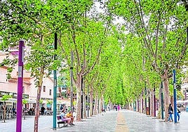 Un paseo botánico por el centro de Murcia