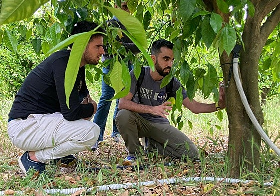 Investigadores del Cebas-CSICcomprueban el funcionamientode un equipo de medición instalado en frutales.