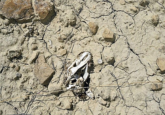 Detalle del desierto de Mahoya, en Abanilla.