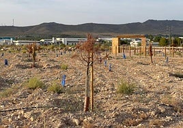 Árboles secos en el paraje de Las Celadillas, en una imagen captada este otoño.
