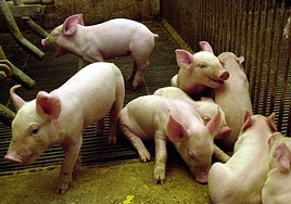 Lechones en una explotación ganadera de porcina en la Región de Murcia.