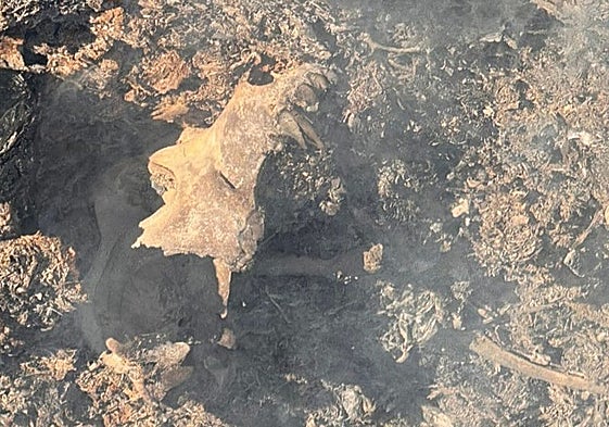Restos óseos de un animal hallados en el incendio junto al aeropuerto de San Javier.