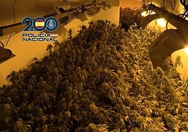 Las plantas de marihuana incautadas por los agentes.