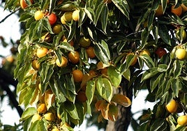 Caquis, en una imagen de archivo.