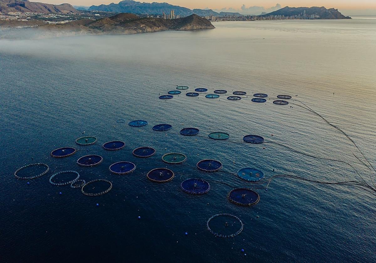 Innovación y responsabilidad: el rumbo de la acuicultura en España en los próximos años