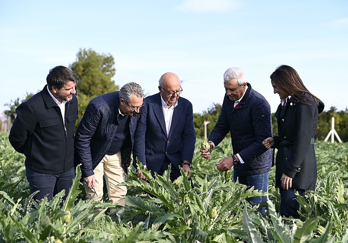 Corte oficial de la alcachofa en una parcela de Daya Nueva para dar por iniciada la campaña 2025/2026.
