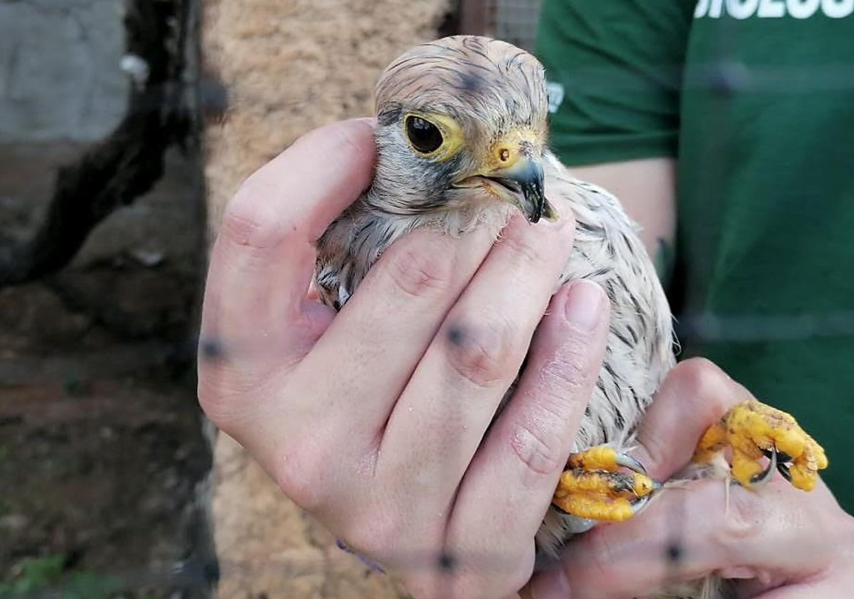 Imagen principal - 1). Cernícalo con malformación del pico. 2). Cuervo agarrado con una cuerda. 3). Heridas con sangre en el ala de un halcón peregrino.