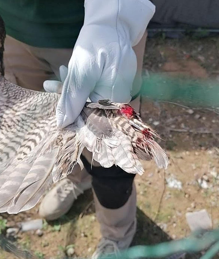 Imagen secundaria 2 - 1). Cernícalo con malformación del pico. 2). Cuervo agarrado con una cuerda. 3). Heridas con sangre en el ala de un halcón peregrino.