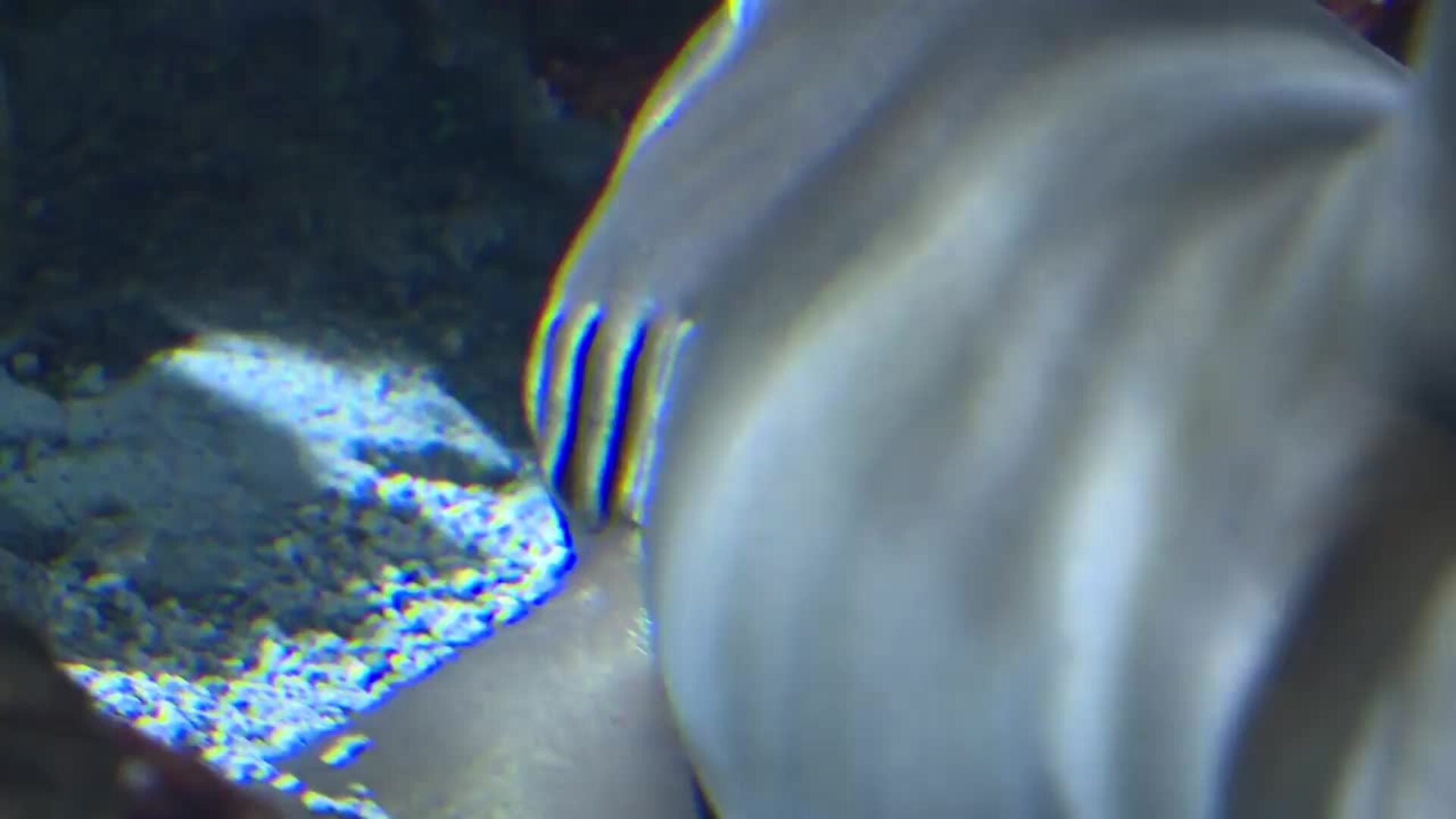 Atlantis Aquarium organiza diversas actividades para celebrar el Día Internacional del Tiburón