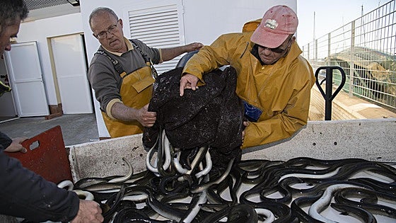 Comunidad y pescadores rechazan una veda total a la captura de anguilas en el Mar Menor