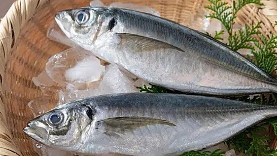 El jurel, un sabroso, barato y nutritivo pescado