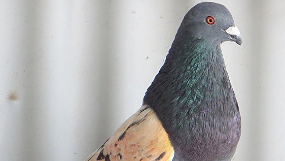 Recuperan 34 palomos deportivos robados en Albudeite