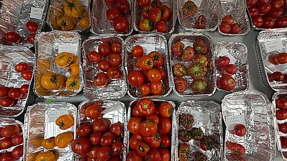 En busca de viejos tomates para los nuevos tiempos