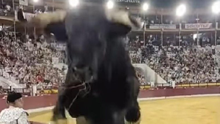 Susto en la Feria de Murcia por un toro que saltó la barrera de la plaza y llegó hasta el callejón