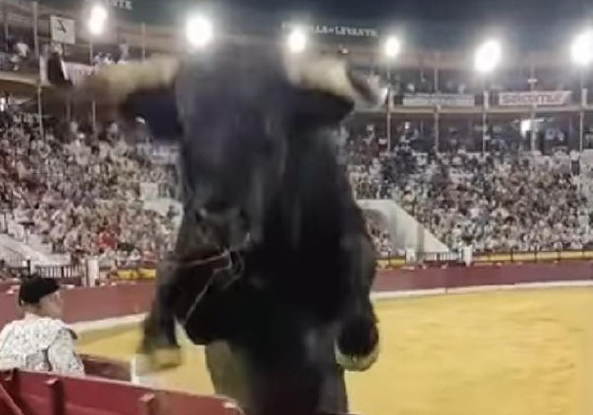 Espectacular salto del toro 'Malacara', en la plaza de toros de Murcia.