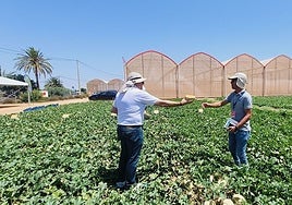 Proexport examina las innovaciones varietales en melón y sandía que presentan las principales casas de semillas europeas en la Región de Murcia