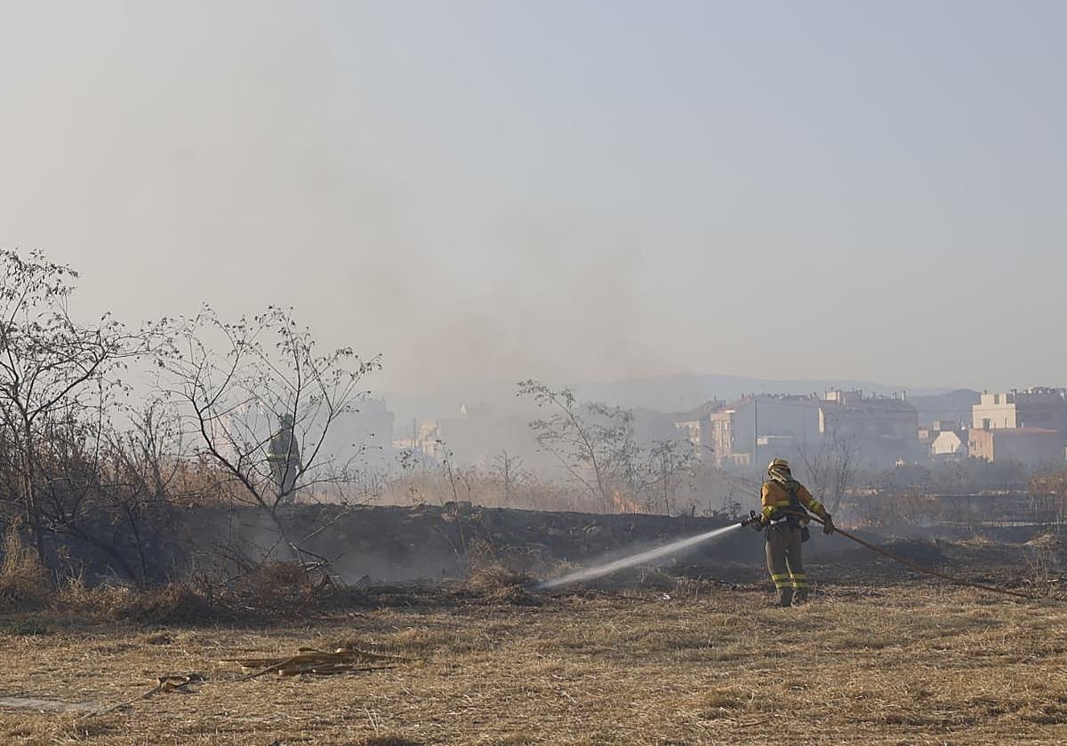 Alerta por un incendio en una plantación de palmeras de la pedanía murciana de El Bojal próxima a una zona habitada | La Verdad