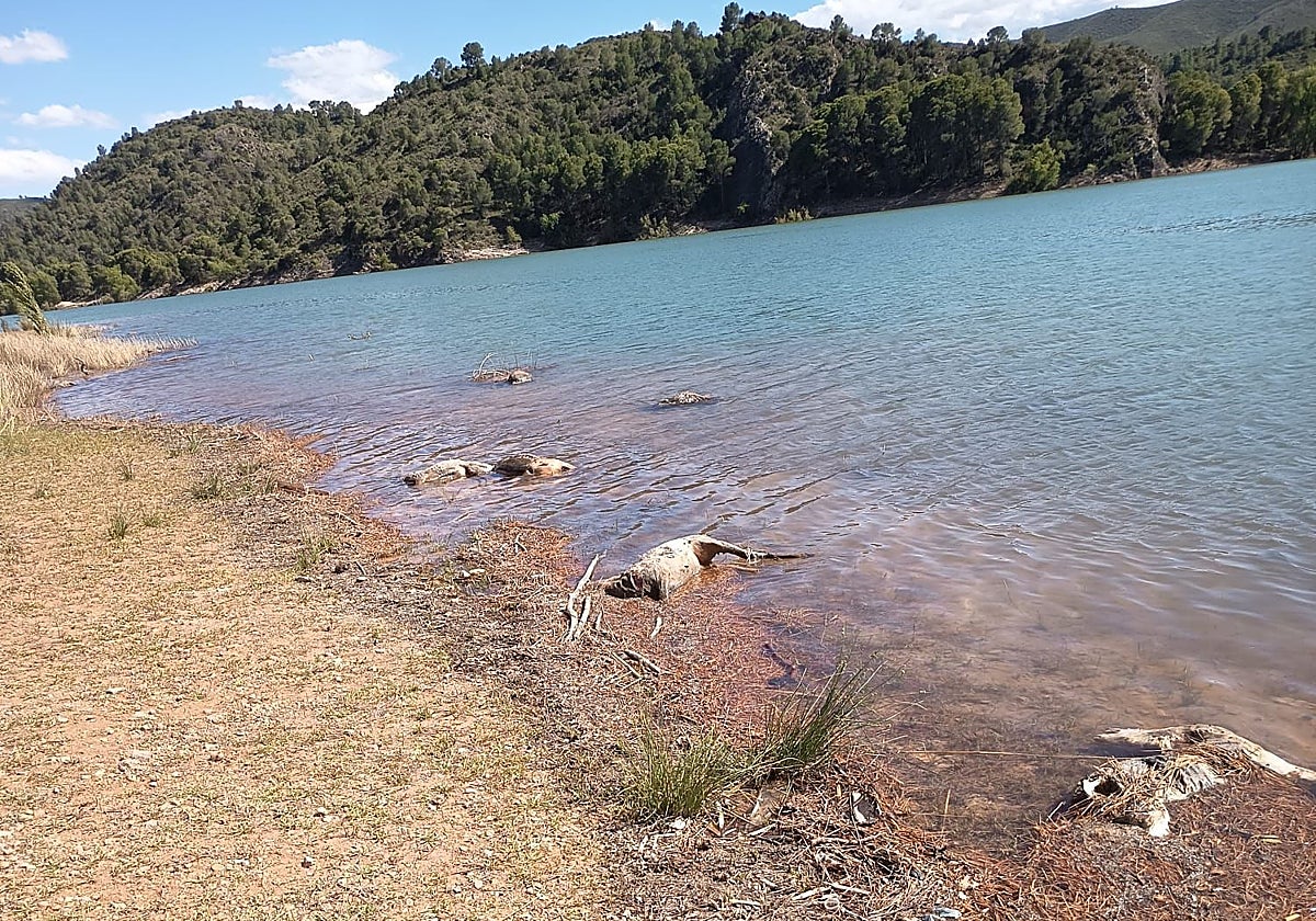 Crisis ecológica en el embalse de El Talave: decenas de animales silvestres aparecen sin vida