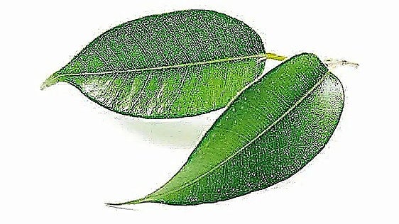 Mersa