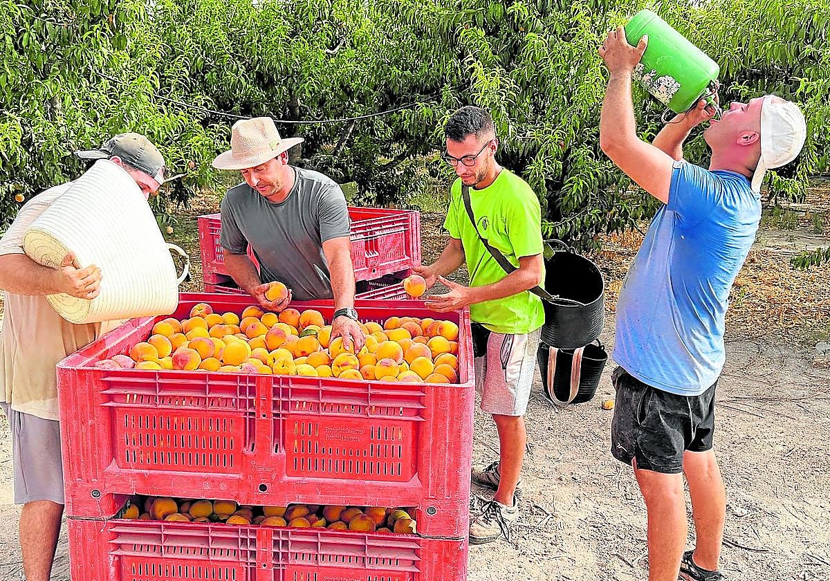 Jornaleros de Cieza: «Aquí todo el mundo se trae ya agua congelada para pasar la mañana»