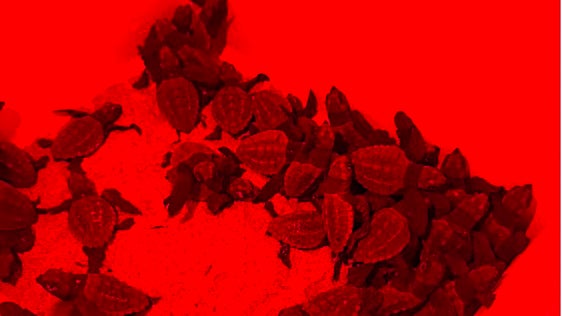 La semana más esperada por los guardianes: las tortugas bobas salen del cascarón a mar abierto