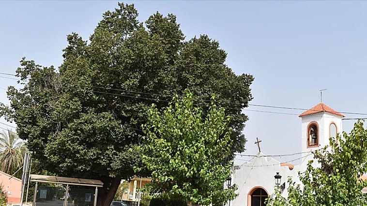 El olmo de La Loma de las Torres de Cotillas vuelva a llenarse de vida