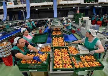 Unas trabajadoras envasan fruta destinada a la exportación en un almacén de Abarán.