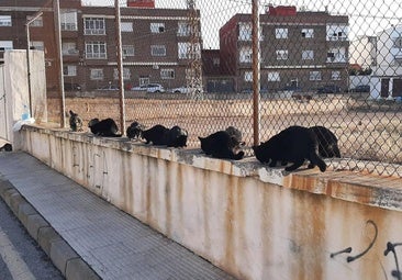 Numerosos gatos de la colonia felina de la 'central eléctrica' , comiendo en el pretil del recinto.