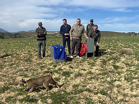 La Región refuerza la población de lince ibérico con la suelta de otros cuatro ejemplares en las Tierras Altas de Lorca