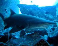 Un tiburón mata a una chica de 21 años que se bañaba en una playa de Australia