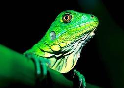 Iguana verde fotografiada en la isla panameña de Barro Colorado. / Archivo