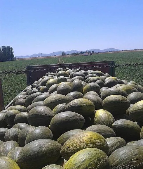 Un cargamento de melones espera a ser trasladado a una nave de distribución. 