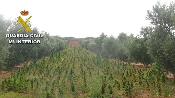 Fotografía del cultivo facilitada por la Guardia Civil