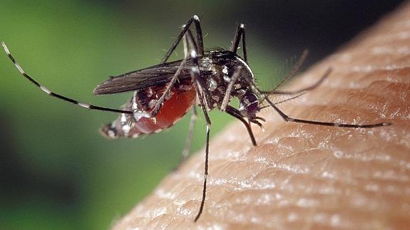 ¿Cómo combatir la inflamación de las picaduras de mosquitos?