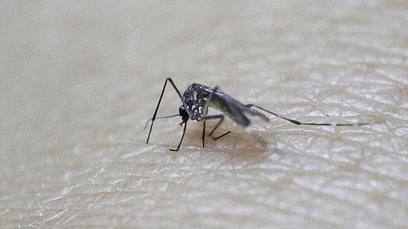 Un mosquito con la capacidad de transmitir el virus.