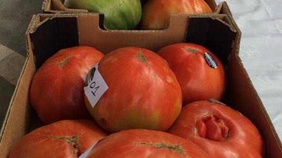 Una cesta de tomates en del concurso de Coín.