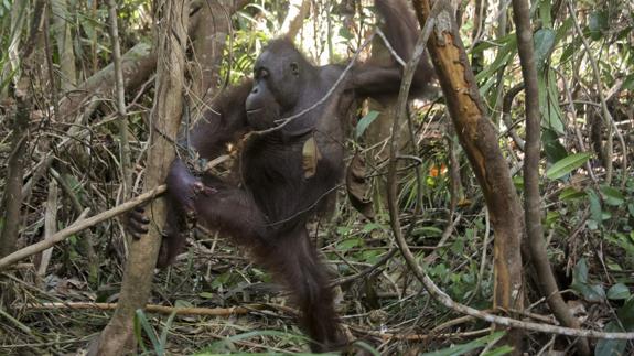 Los primeros primates vivían en los árboles y no en el suelo
