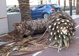 El viento derriba una palmera de la calle Real