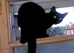Un gato ladra en YouTube y maúlla en cuanto lo descubren