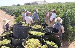 Vendimia de uva meseguera en las fértiles tierras de Pozo Estrecho. ::                             PABLO SÁNCHEZ / AGM