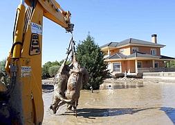 Una grúa retira varios cadáveres de animales en una finca de Lorca. | EFE / Juan Franscisco Moreno