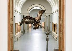 Un águila real sobrevuela la efigie de bronce de Carlos V de los Leoni ante la galería central del Prado. :: R.C.